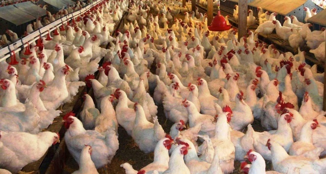 Tavuk fiyatlarında artış yüzde 20'yi buldu
