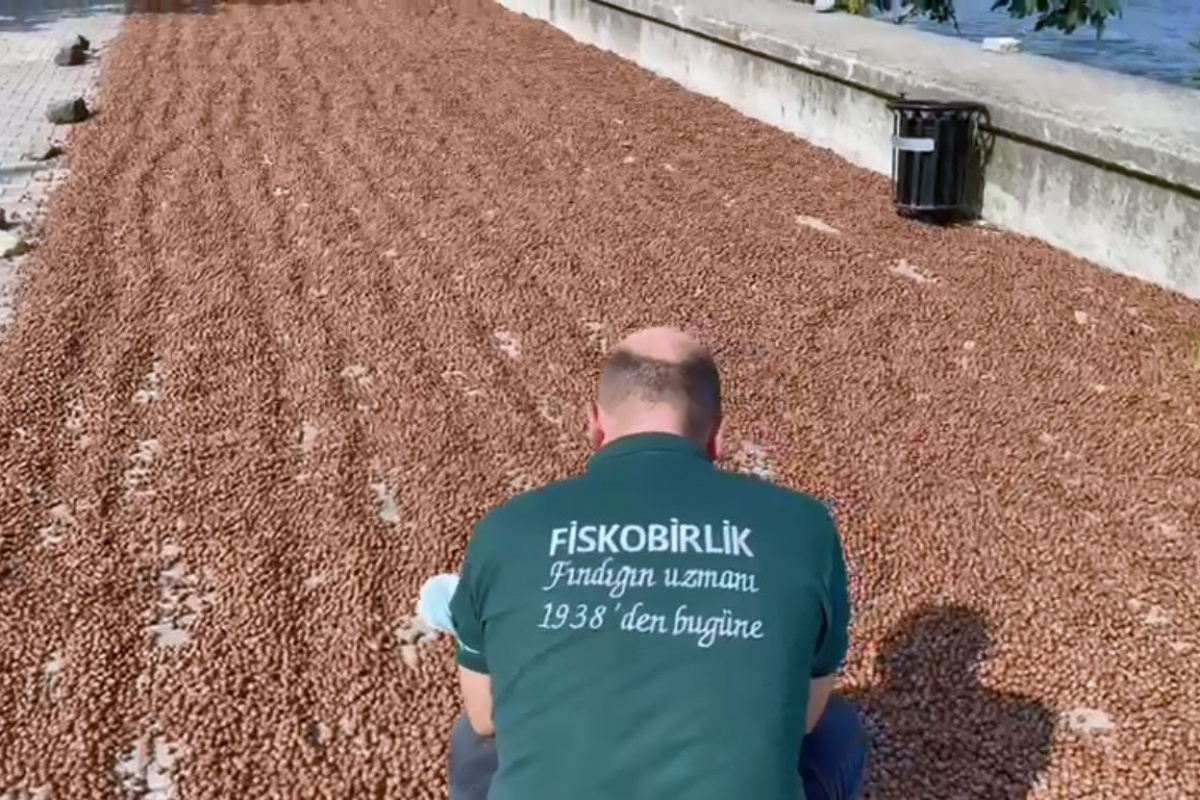 FİSKOBİRLİK'te randımana göre fındık alım fiyatı yükseliyor