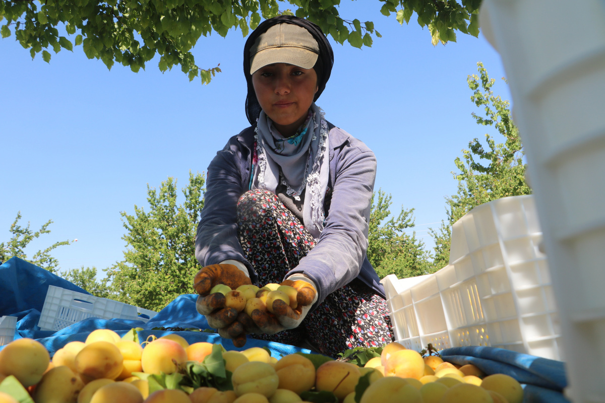 Malatyalılardan 'kayısı bizim' tepkisi