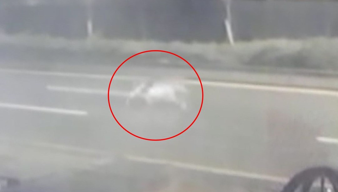 Ankara'da aslan paniği