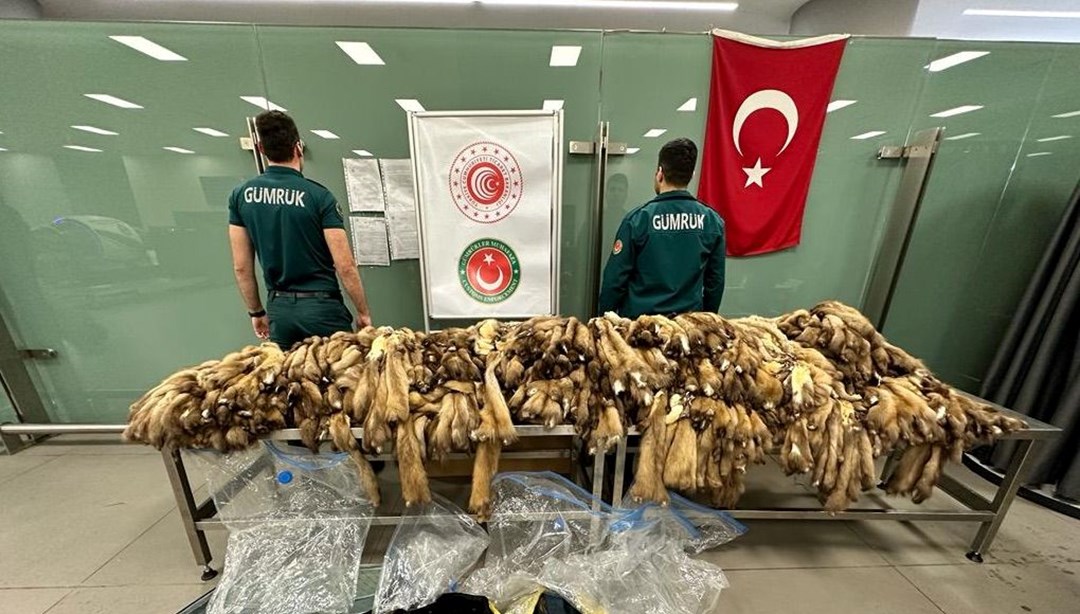 İstanbul Havalimanı’nda 1,5 milyon TL’lik samur postu ele geçirildi