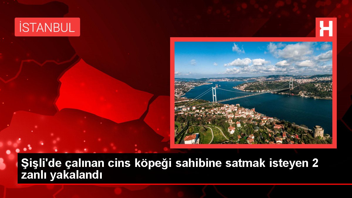 Şişli'de çalınan cins köpeği sahibine satmak isteyen 2 zanlı yakalandı