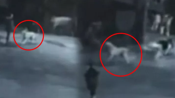 Bolu'da yaşlı adam namaz sonrası eve gidiyordu! Ölümden döndü