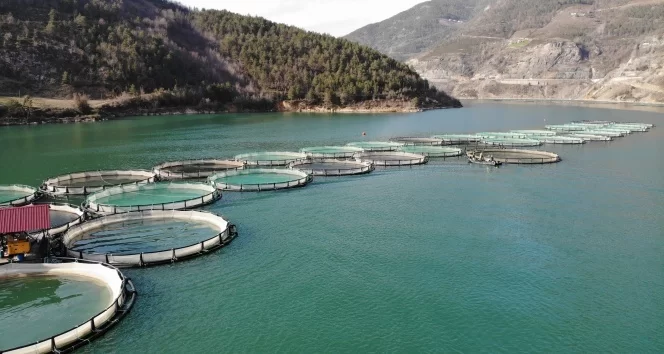 Borçka Barajı'nda üretilen Türk somonları dünyaya ihraç ediliyor