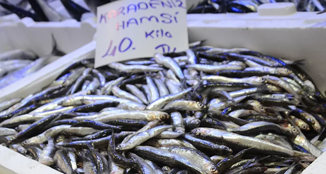 Ordu'da yerli hamsi 40 lira