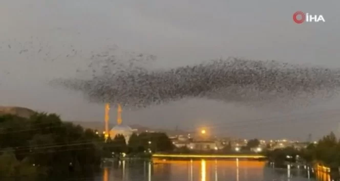 Sığırcıkların kandil gösterisi