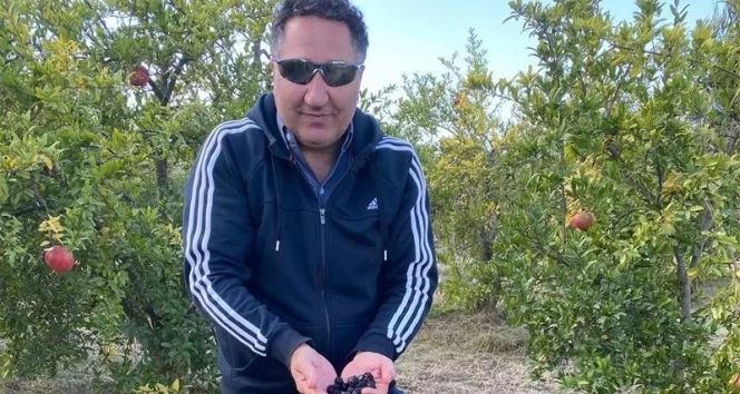 Zeytin üretiminde başarının sırları