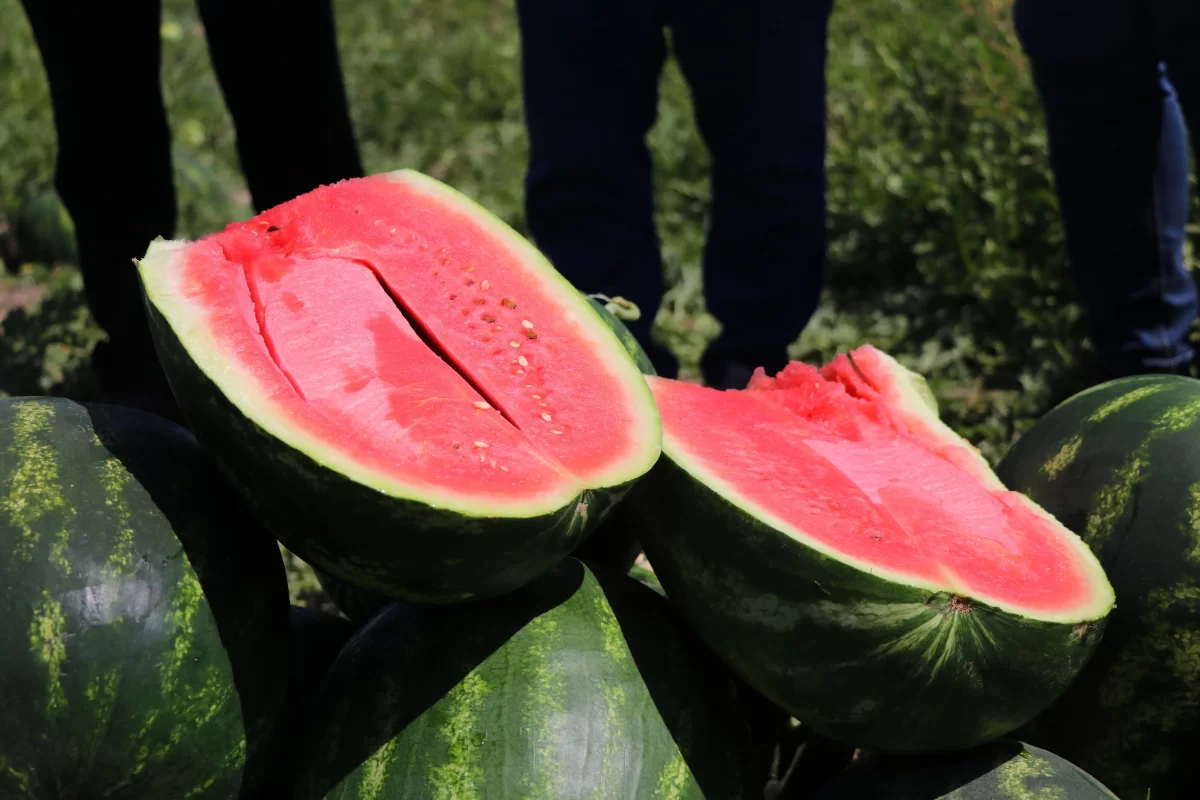 Almanya ve Rusya'nın karpuzu Adana'dan